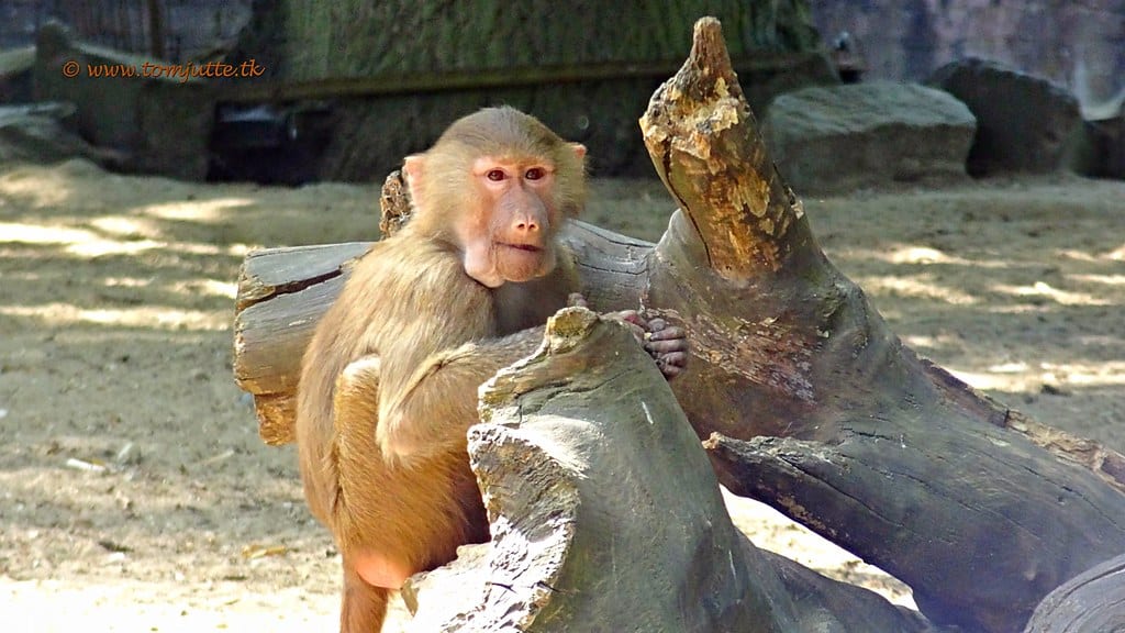 Baboon