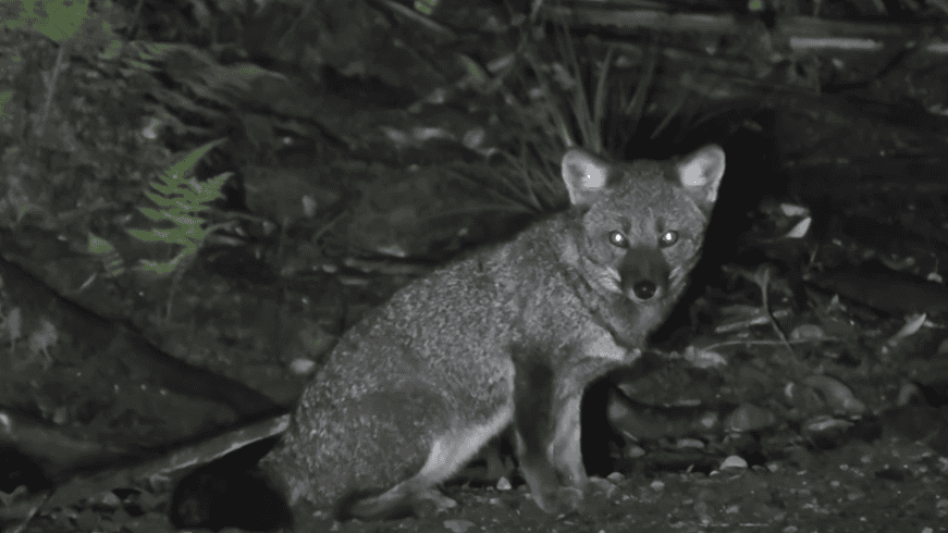 Darwin's fox at night in the wild.