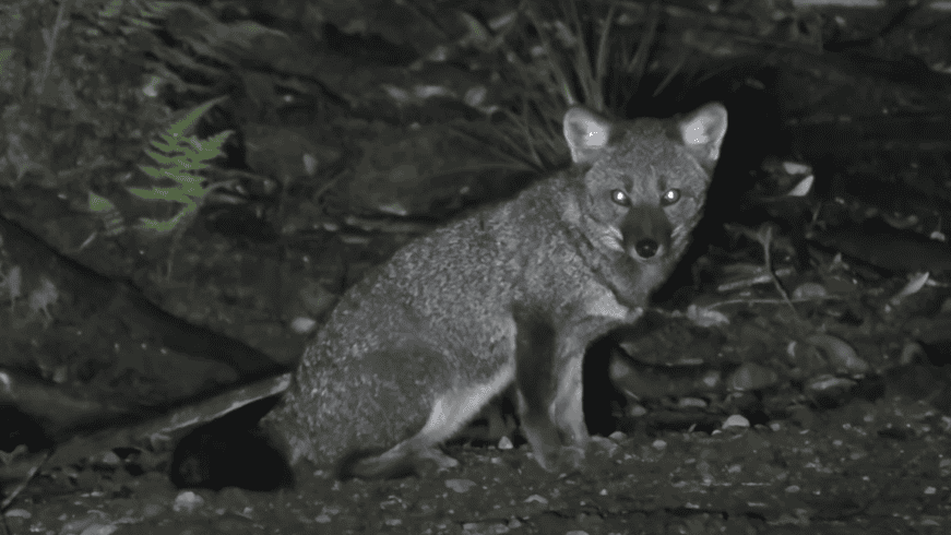 Darwin's fox at night in the wild.