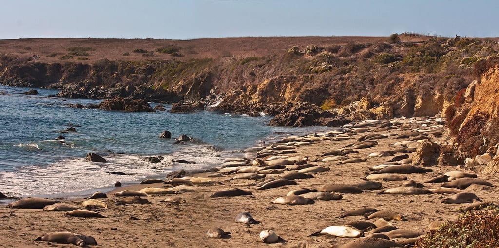 Seal colony