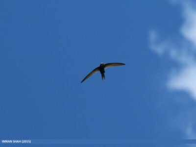 Why Some Birds Can Sleep While Flying