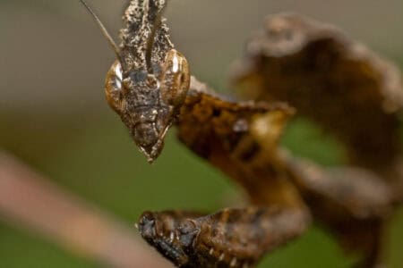This Animal Vanishes Instantly—Nature’s Best Camouflage Revealed