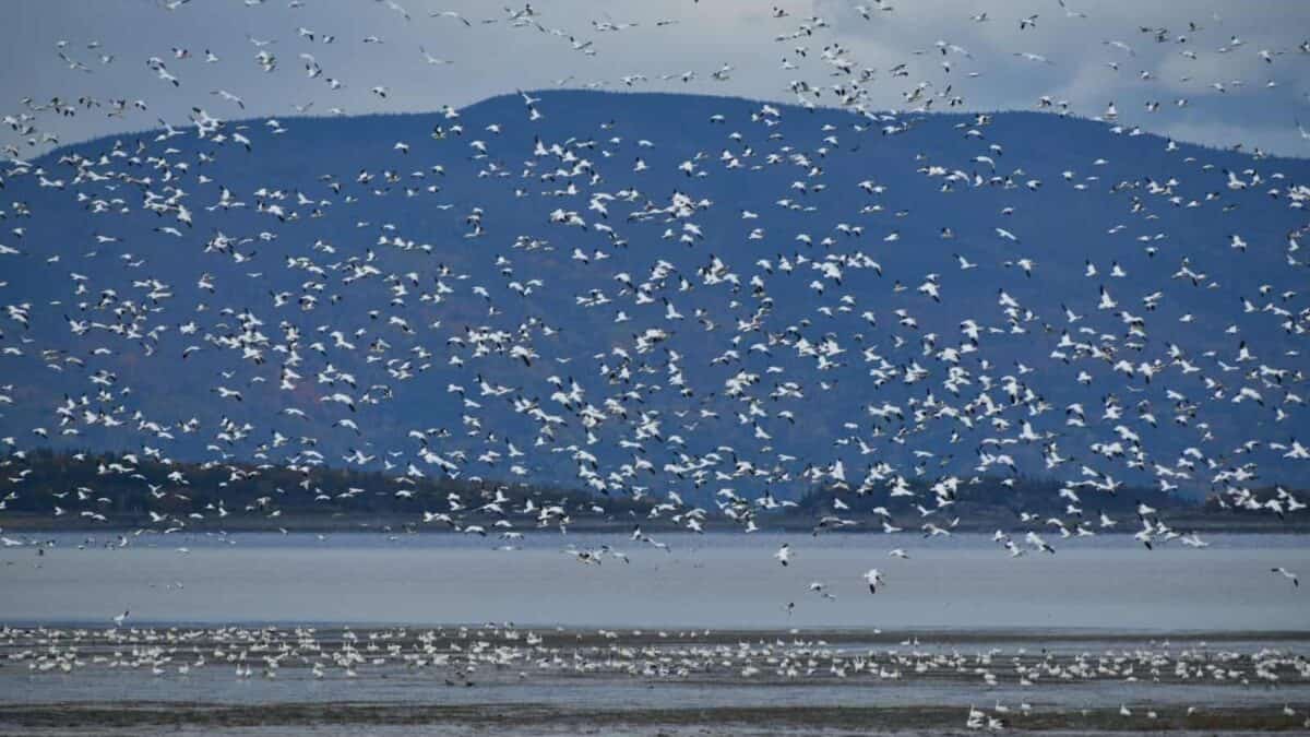 a flock of birds flying over a body of water