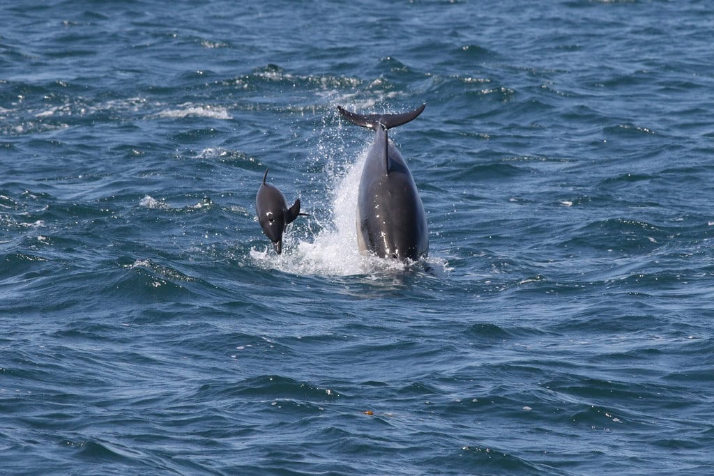 Dolphin calf