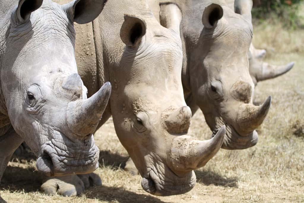 Rhino horn