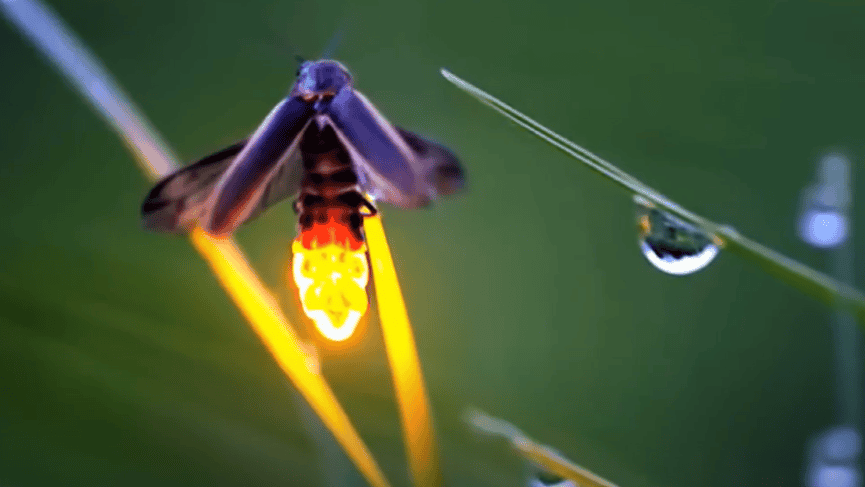 A glowing firefly with wings wide open.