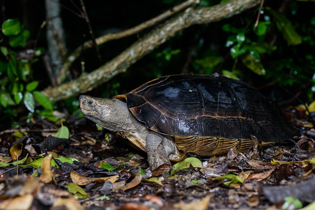 Pond turtle