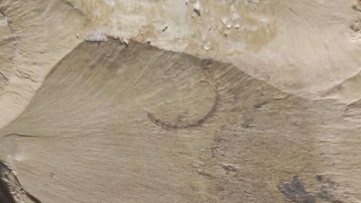 Scientists Just Mapped the Oldest Known Animal Brain