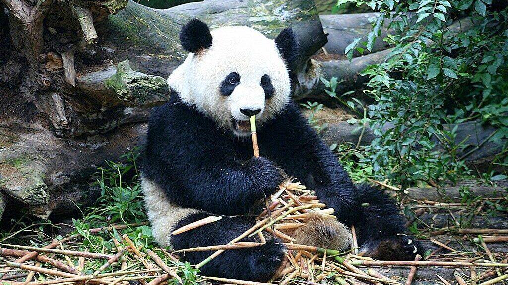 giant panda