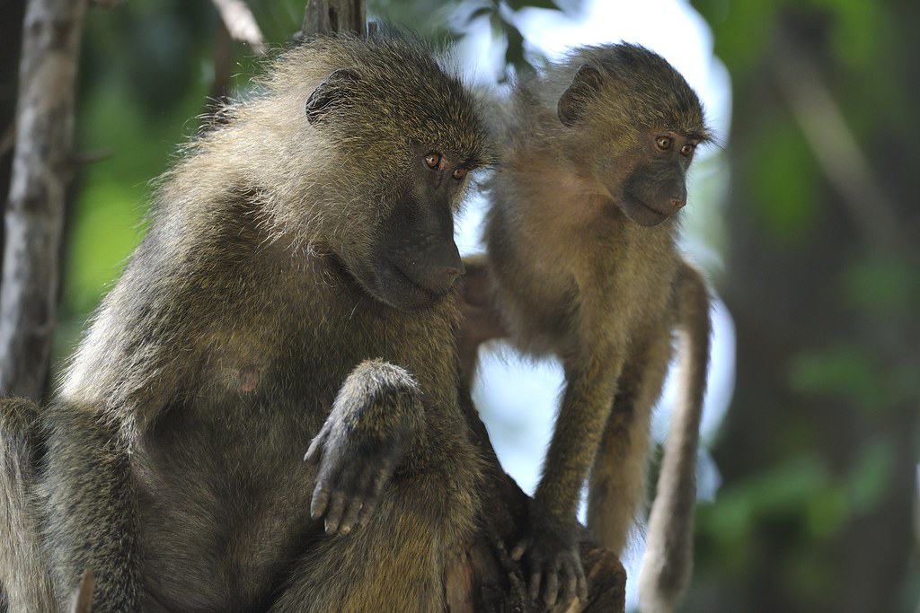 Baboon