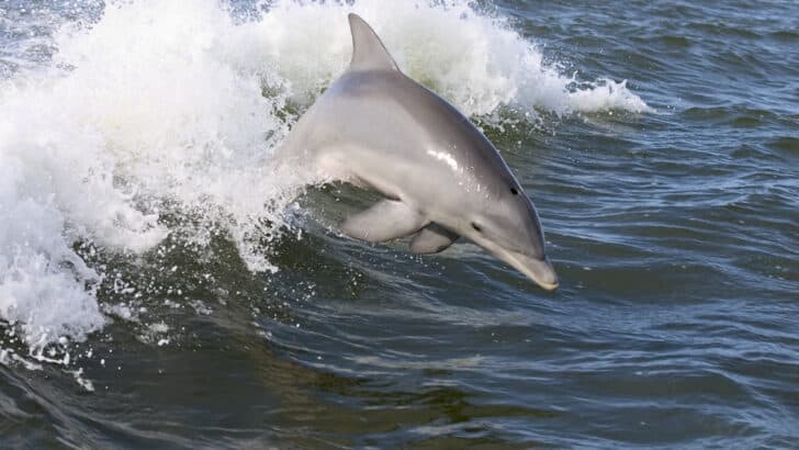 Best Coastal Towns for Dolphin Watching in the U.S.