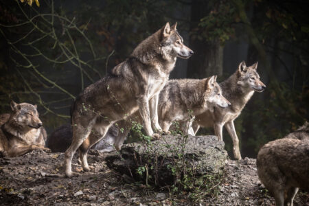 What Happens During a Wolf Pack Power Struggle