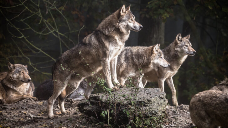 What Happens During a Wolf Pack Power Struggle