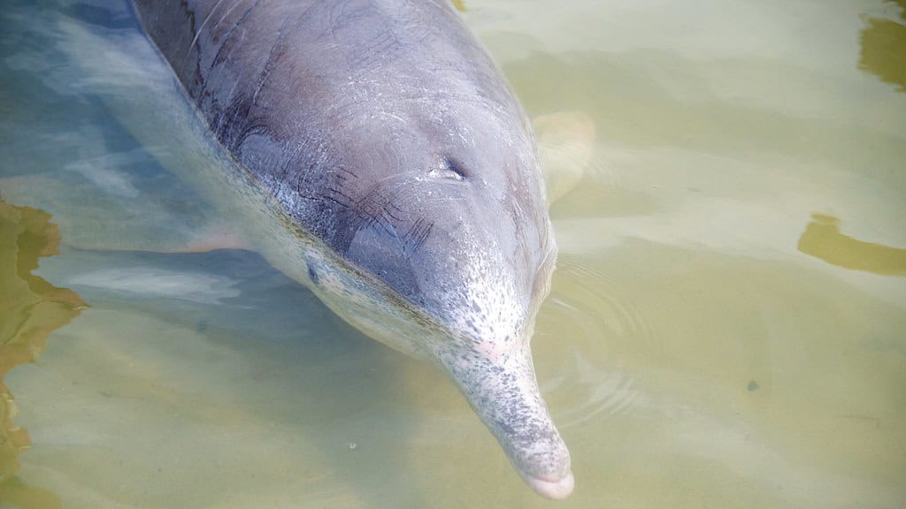 Indo-Pacific humpback dolphin