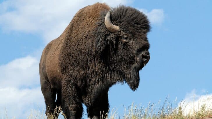 Could Bison Become the Most Important U.S. Conservation Icon?