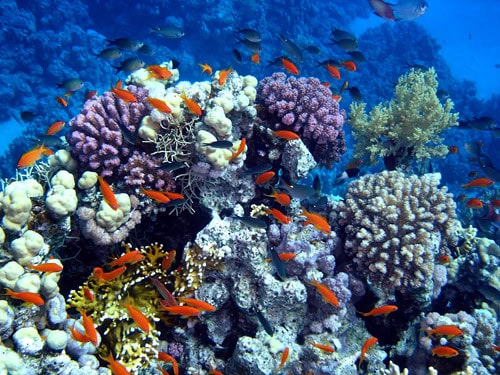 Coral Reef