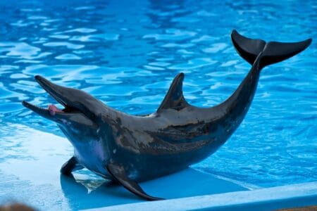 How Rough-Toothed Dolphins Got Their Name