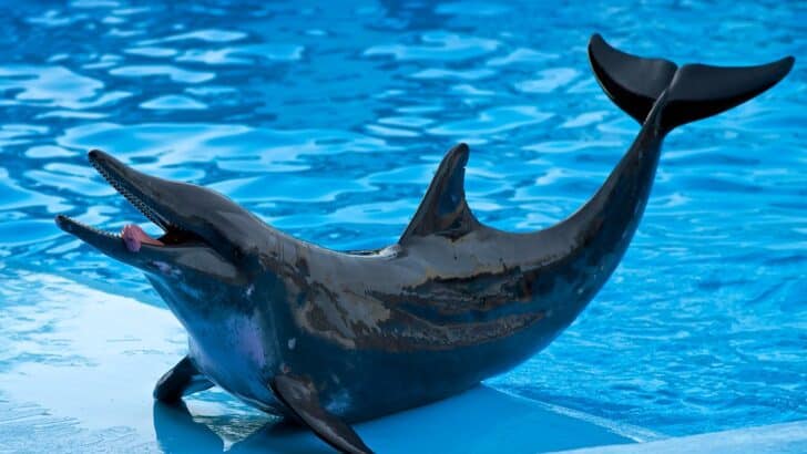 How Rough-Toothed Dolphins Got Their Name