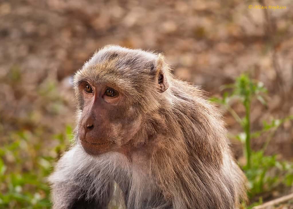 Rhesus Macaque