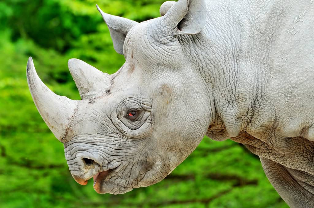 Rhino eyes