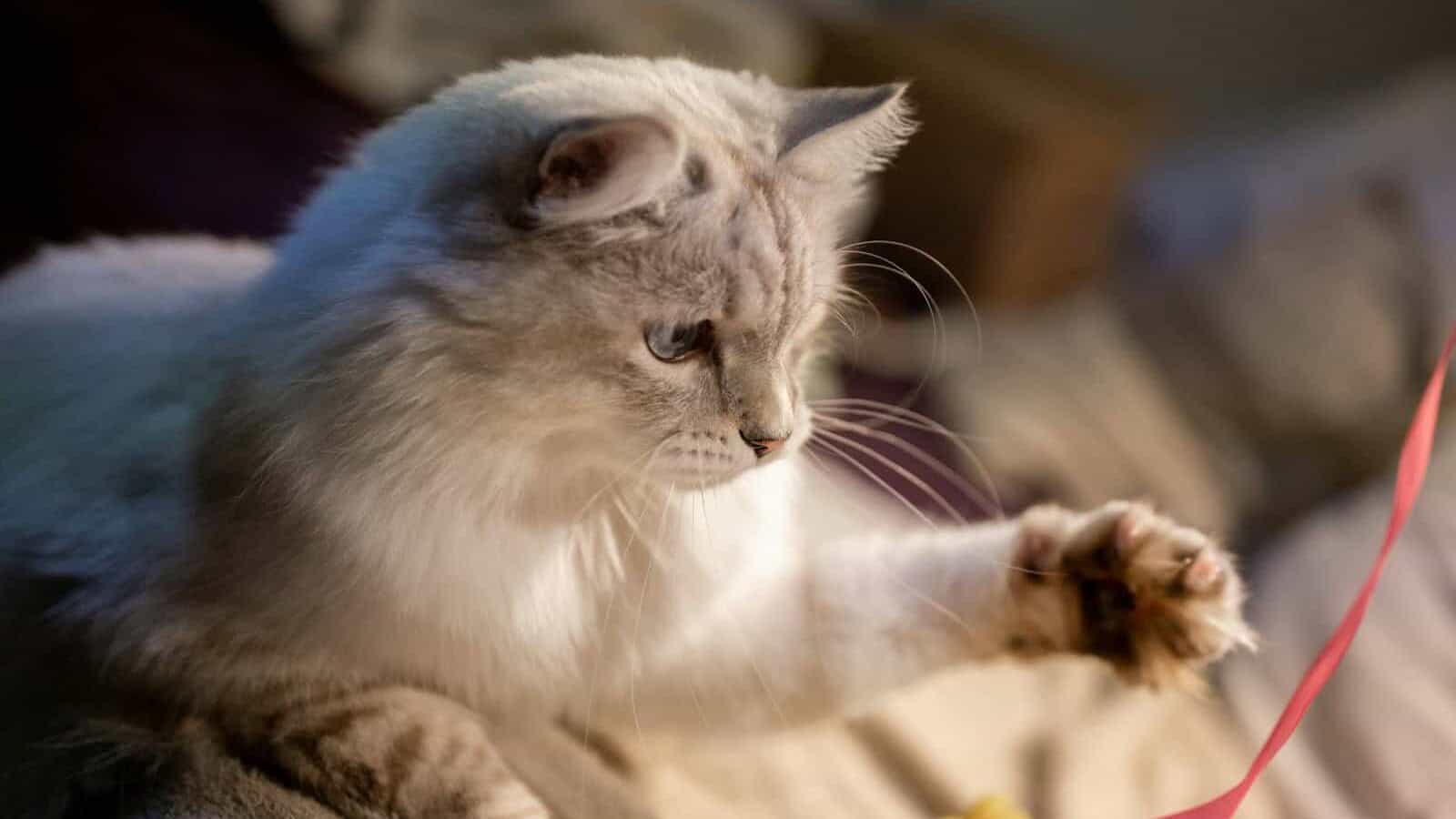 a cat is playing with a toy on a couch