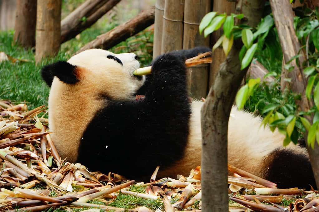 Panda eating bamboo