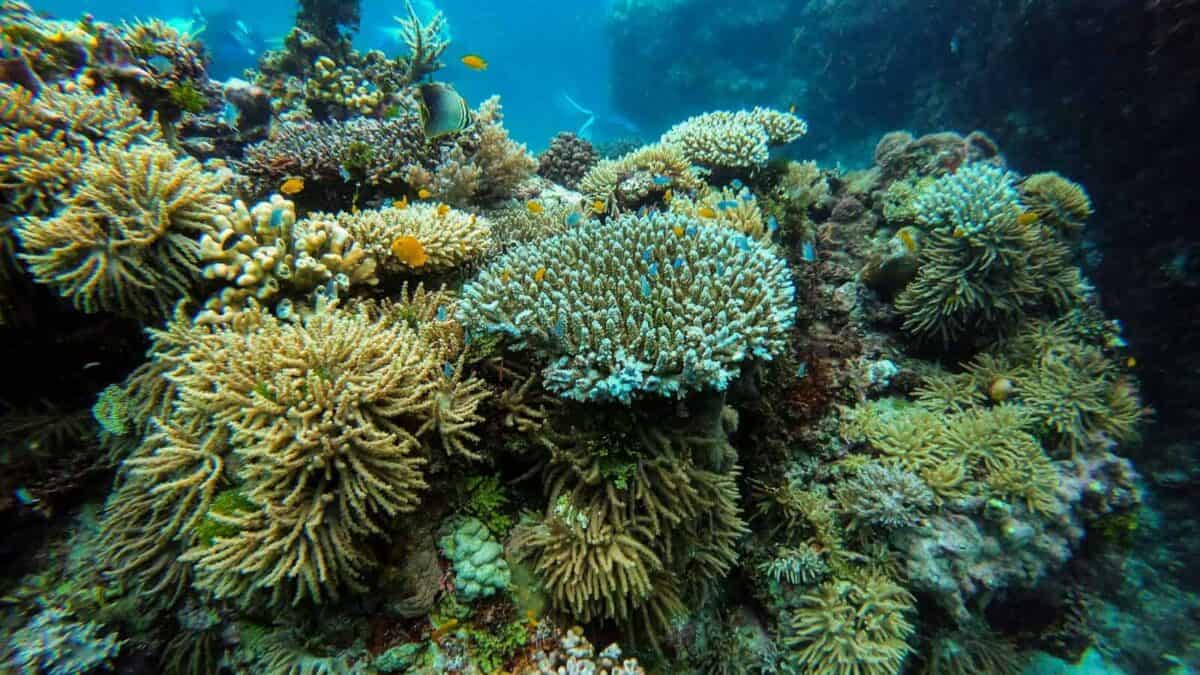 green coral reef under water
