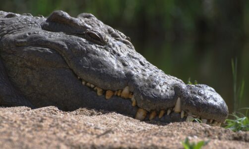 The Crocodile in Ancient Nile and Aboriginal Creation Myths