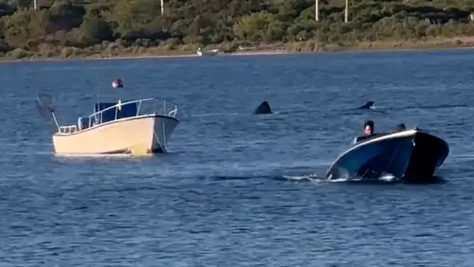 Shark sighting