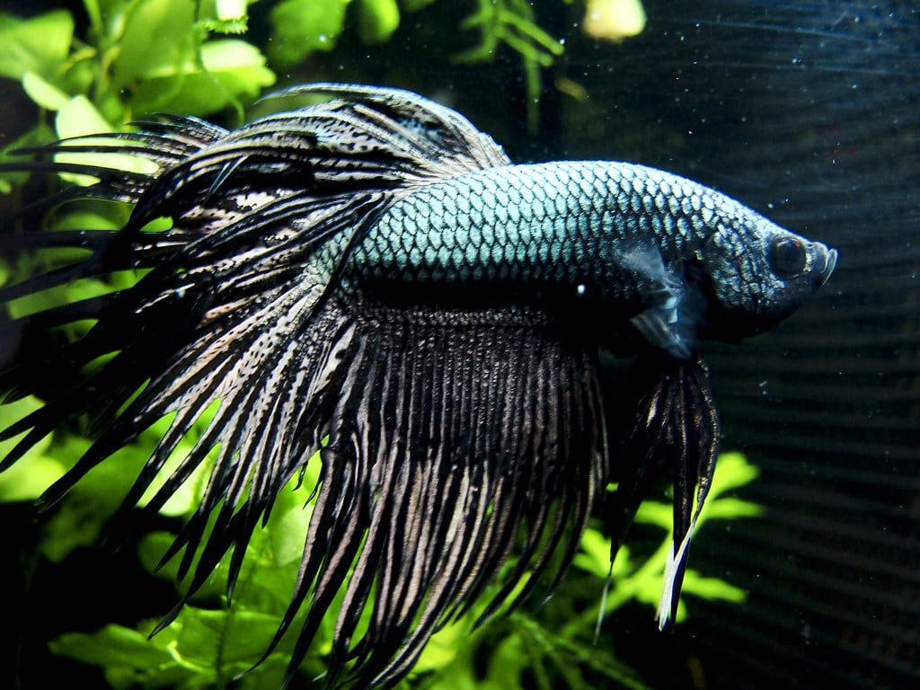 Male betta