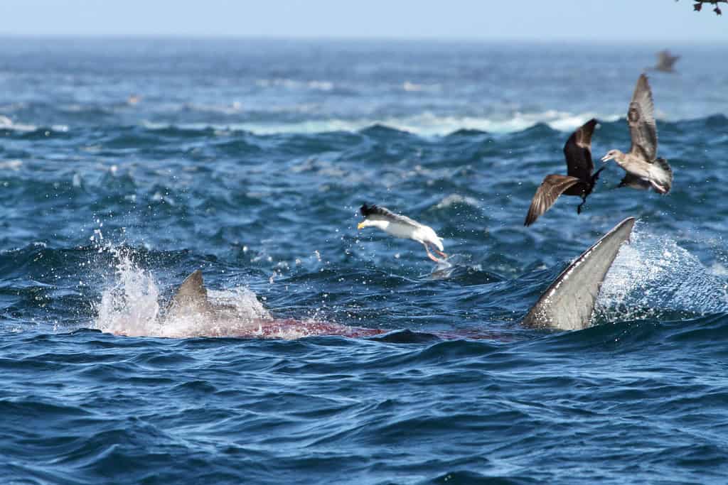 Shark attack on the surface of the ocean
