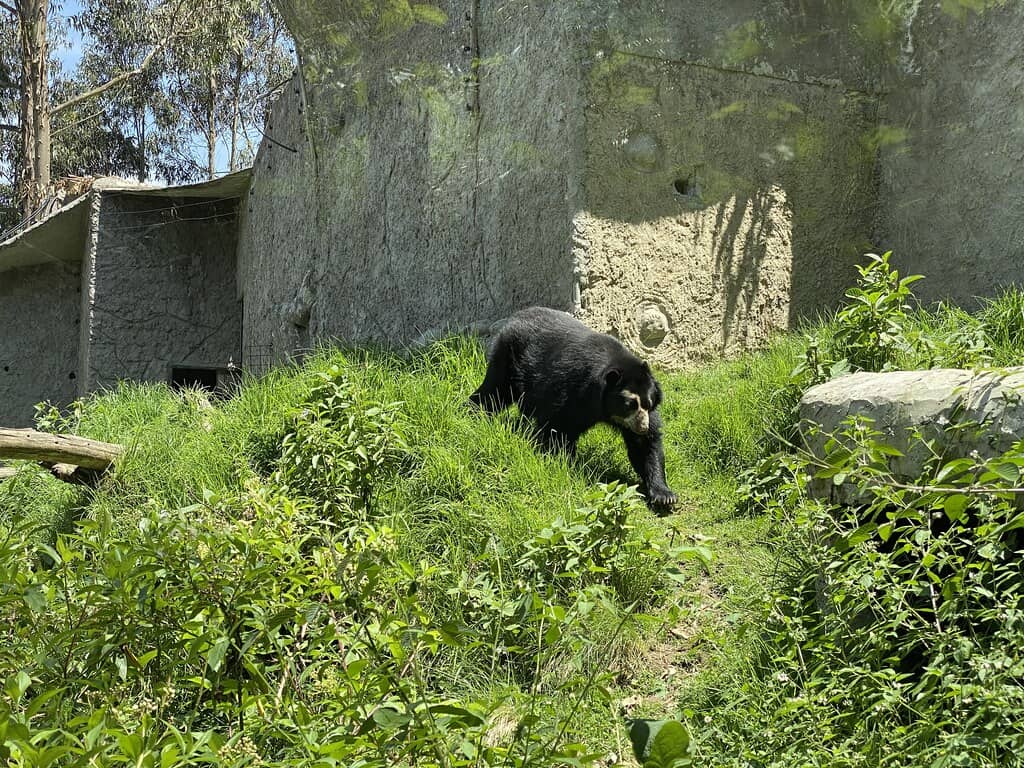 Andean Bear