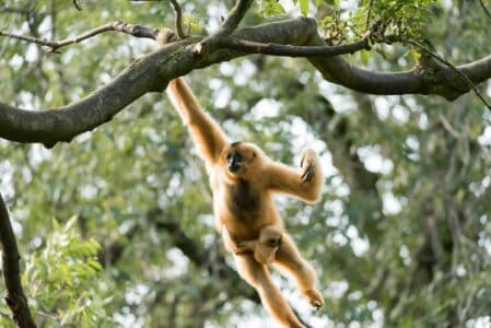 Gibbons Are Monkeys That Move Like Gymnasts