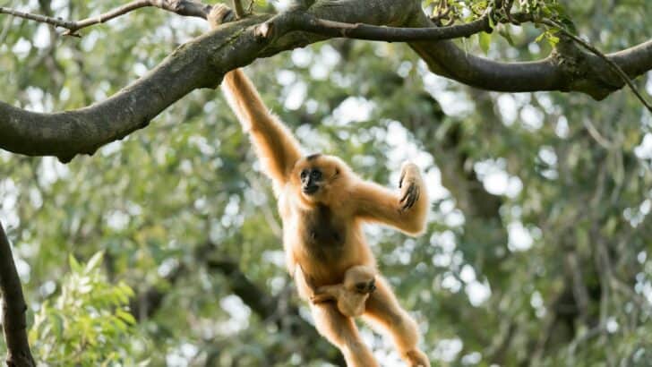 Gibbons Are Monkeys That Move Like Gymnasts