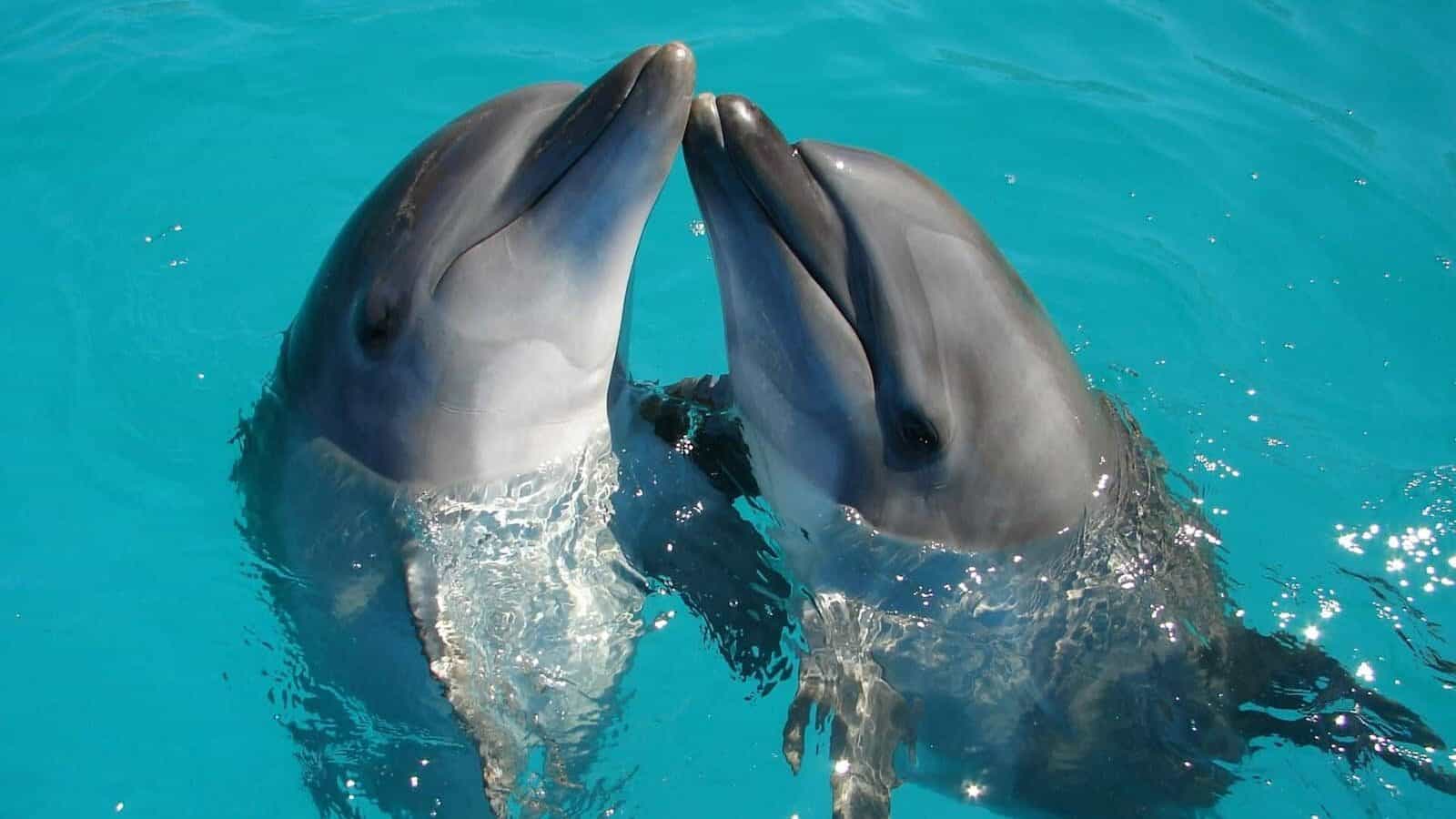 a couple of dolphins are swimming in the water