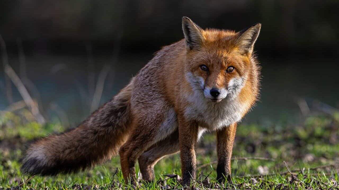 Red fox in forest habitat.