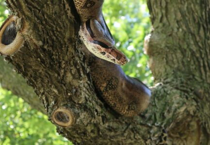 How Snakes Climb Trees Without Limbs
