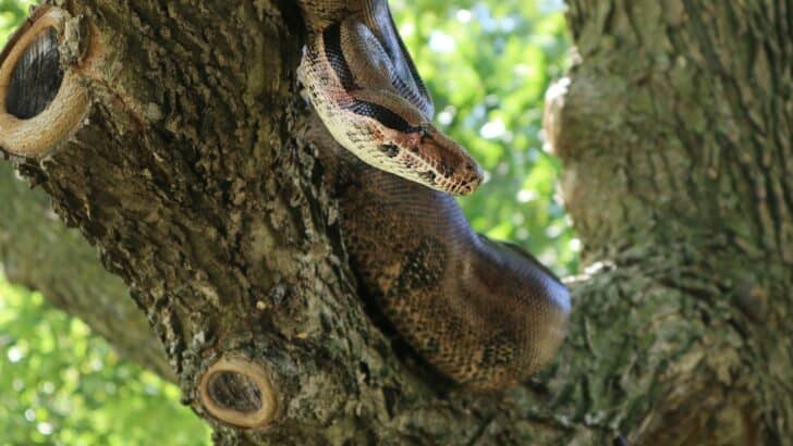 How Snakes Climb Trees Without Limbs