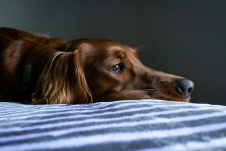 The Truth About Animal Grief and How They Express It