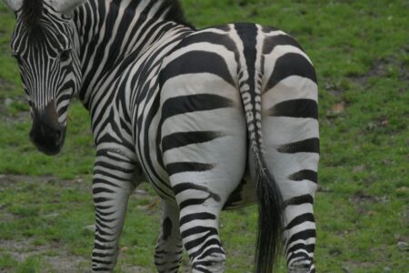 How Zebras Use Their Stripes to Confuse Predators