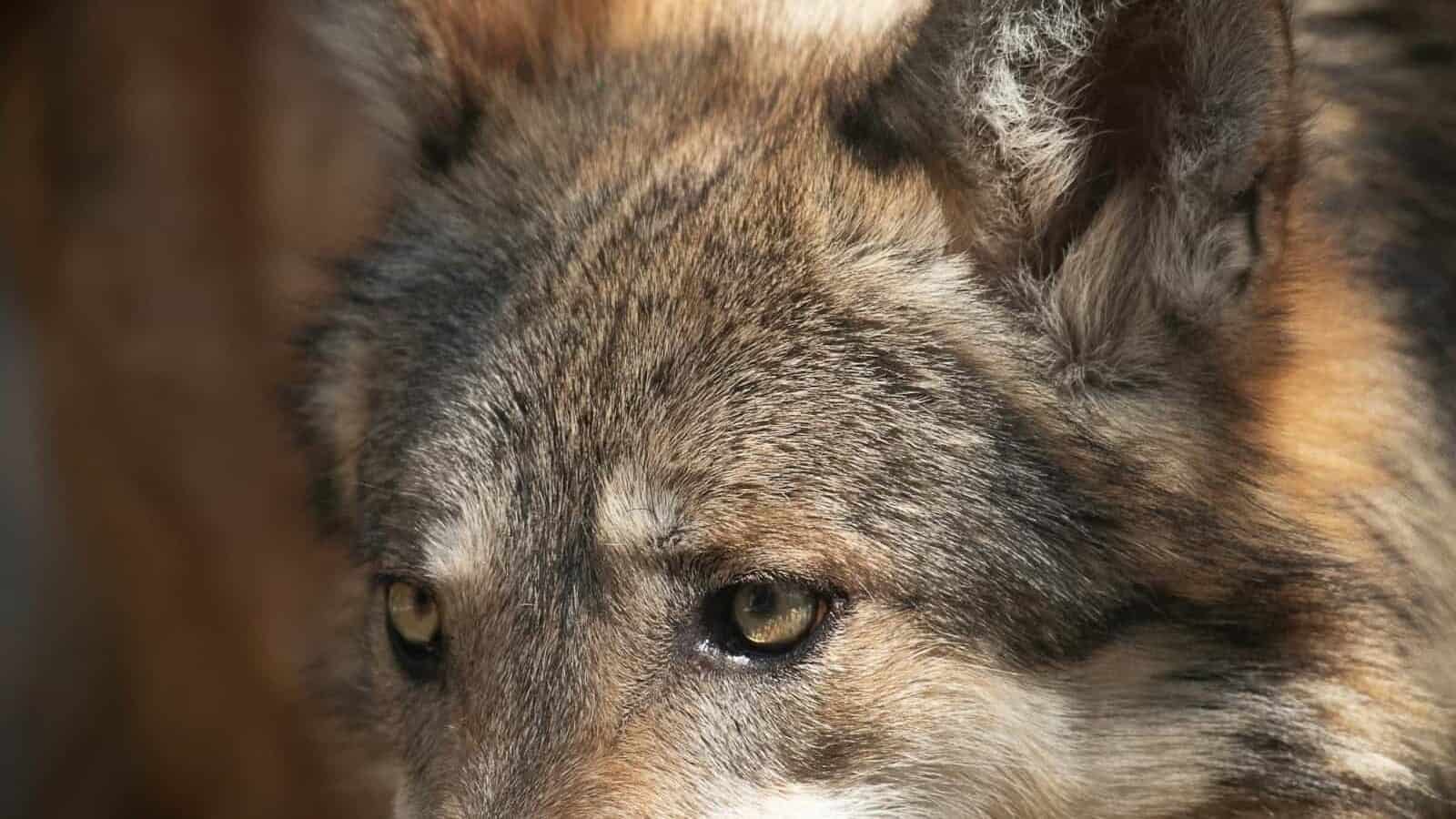 a close up of a wolf's face with a blurry background