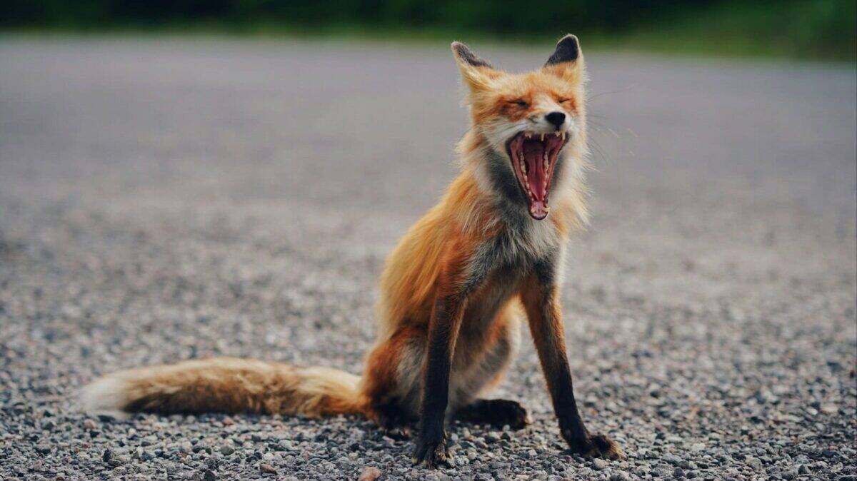 brown and black fox