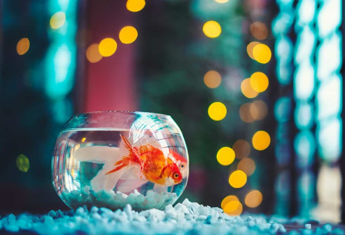 red and white fish in fish tank