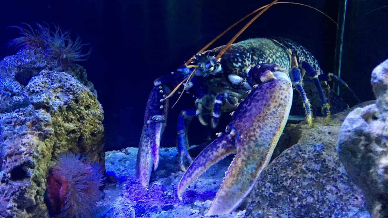 a close up of a lobster in an aquarium