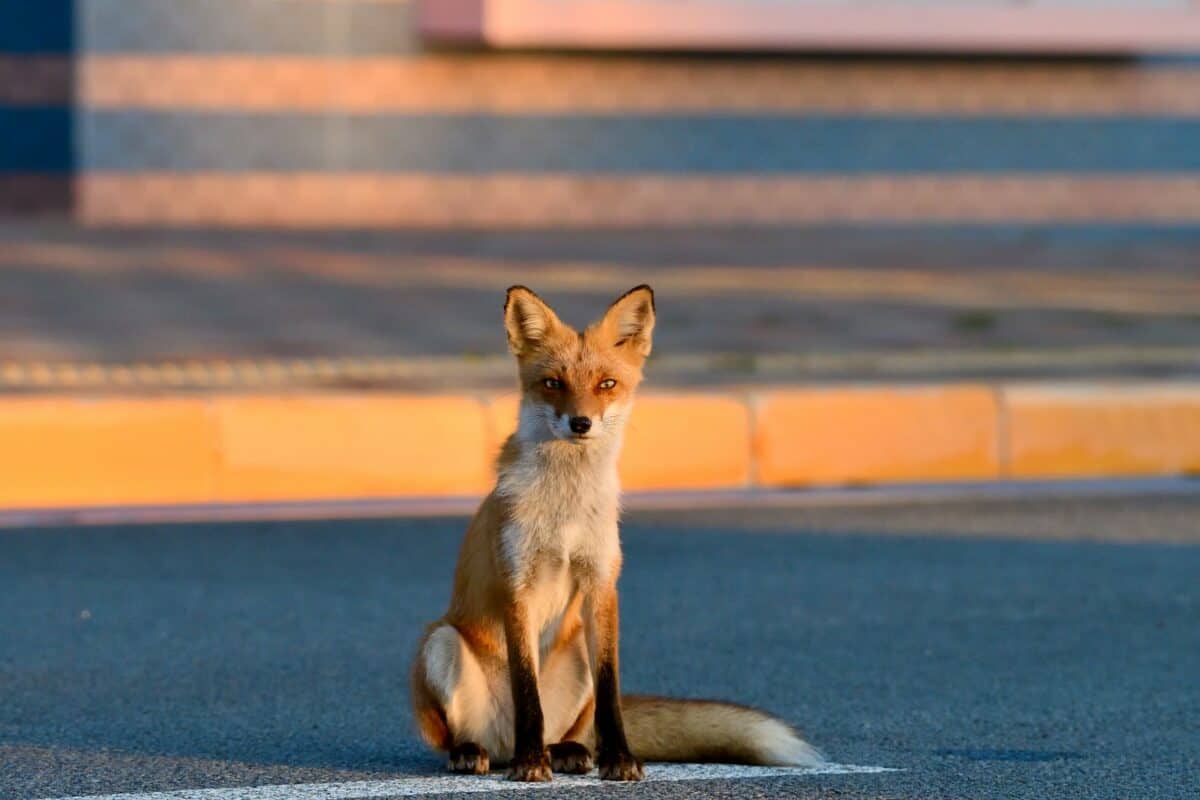 a red fox sitting on the side of a road