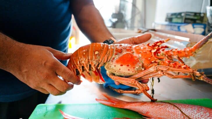Why Lobsters Turn Red Only After Cooking