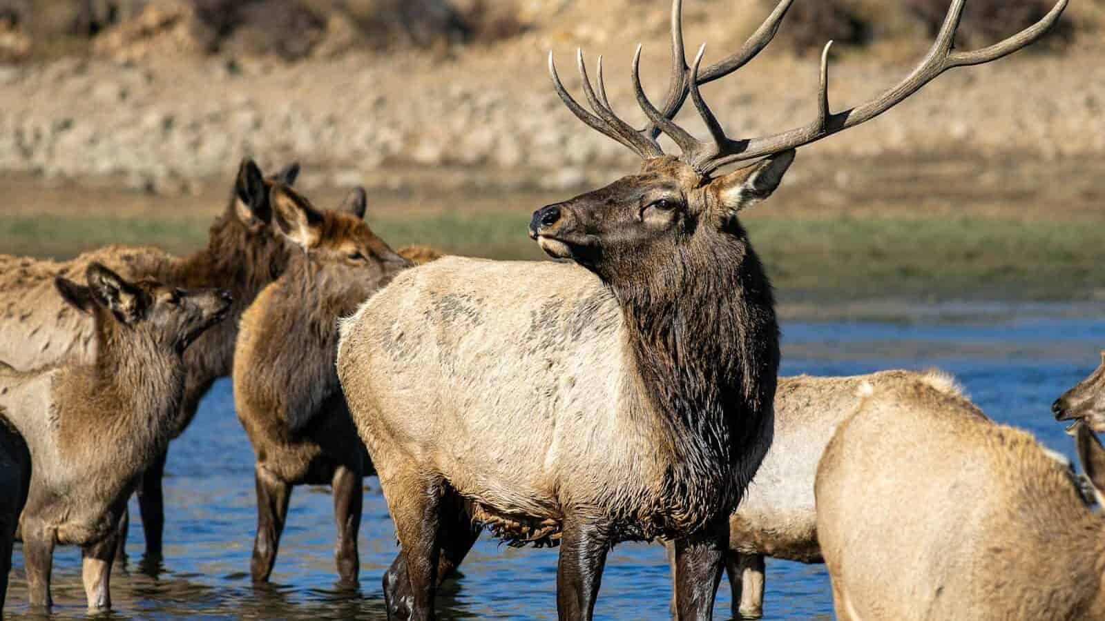 a group of animals in a body of water