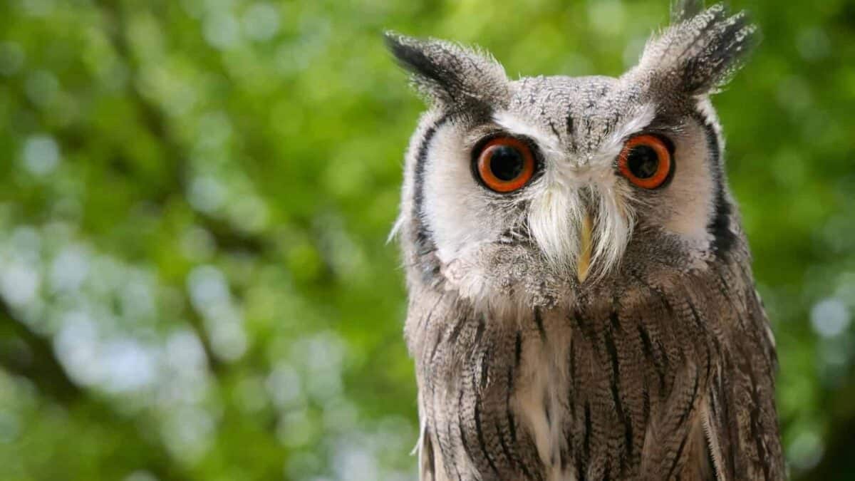brown owl in shallow focus shot