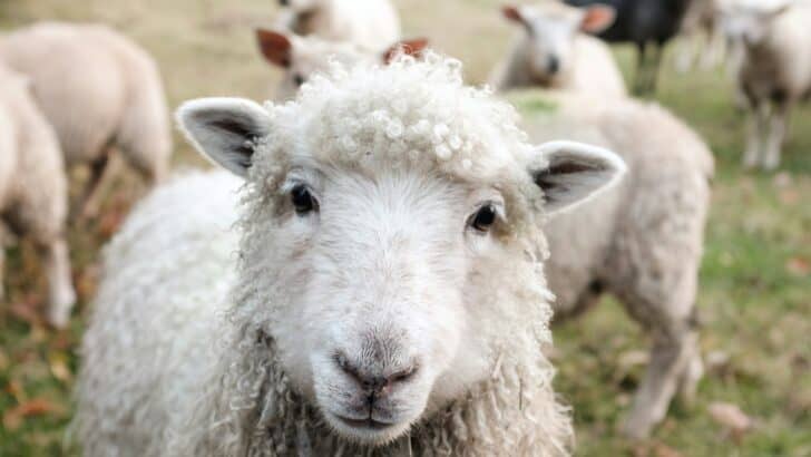 Sacred or Slaughtered: The Double Standard Around Sheep