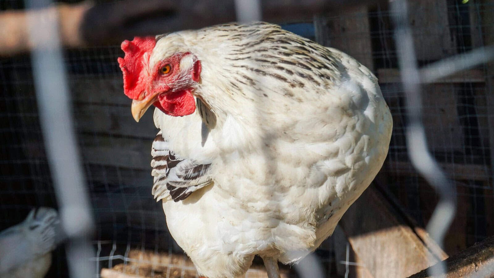 white chicken